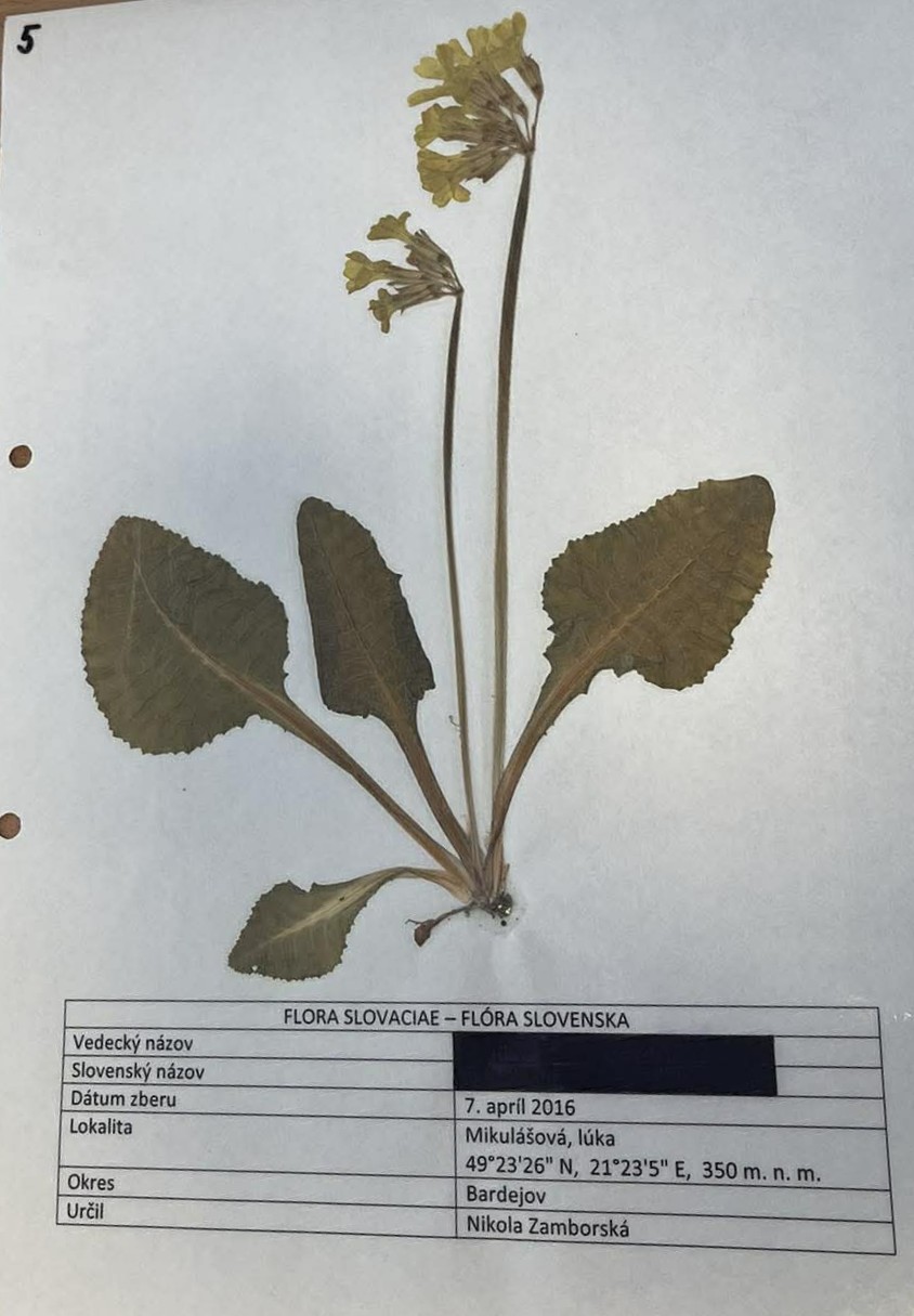 Rastlina Primula veris